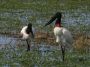 Day03 - 15 * Jabiru Storks